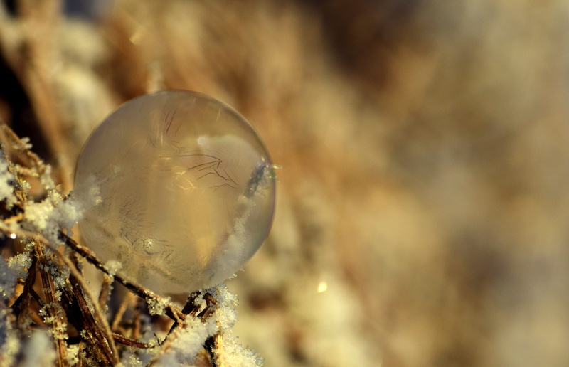 nature, macro, beautiful, globe image, iridescent, frosted, one animal, sphere, sensitive, outdoors, winter, christmas, morning sun, vulnerability, selective focus