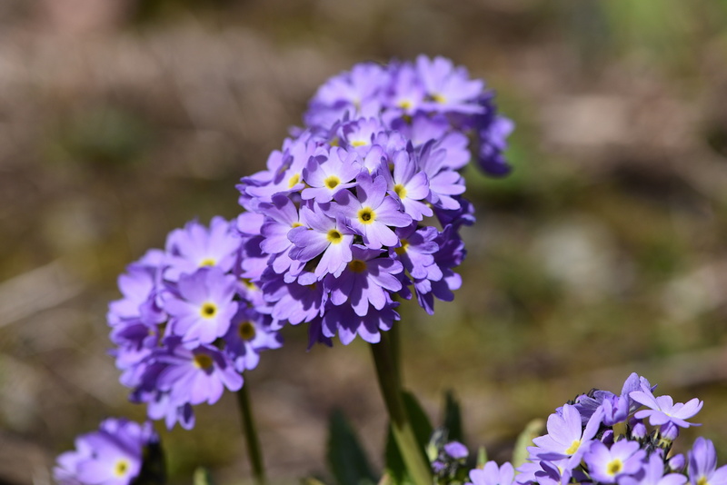 spring flower, outdoors, lavender, spring, summer, gardening, inflorescence, flower arrangement, spherical shape, garden, flower, springtime, fragility