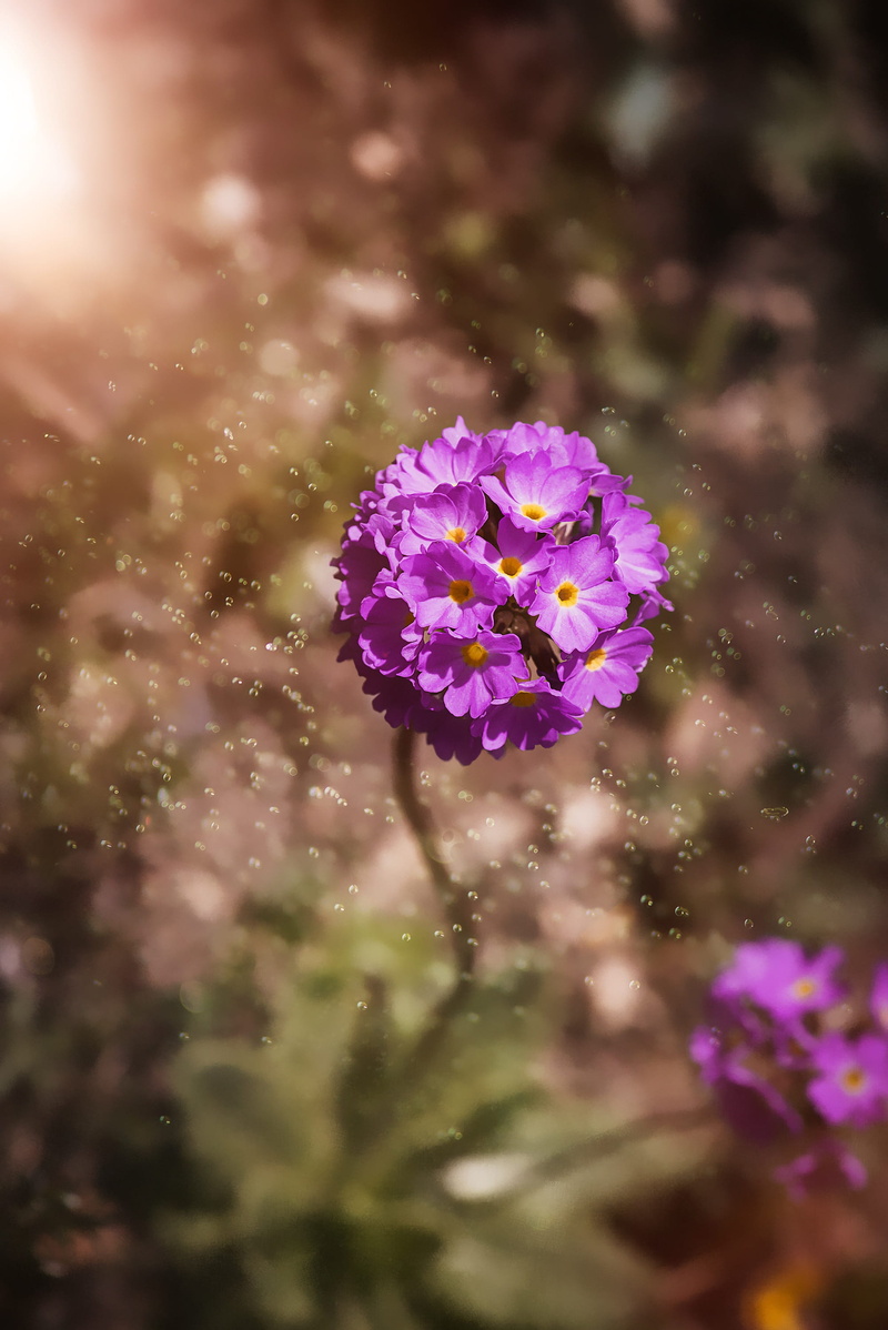 bloom, 2K, early bloomer, nature, beauty in nature, growth, pink color, purple, no people, petal, plant, Primrose, flower head, photography, Drumstick