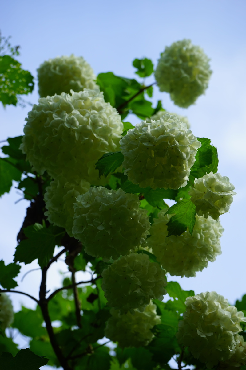 herzbeer, round, tree, bush, real snow ball, no people, vulnerability, plant part, steam berry, glass berry, adoxaceae, viburnum, ornamental, green, musky herb greenhouse