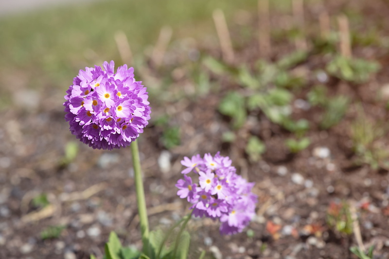 flower head, freshness, in the garden, petal, field, spherical shape, growth, close up, blossom, primrose, springtime, purple ball-and-primrose, fragility