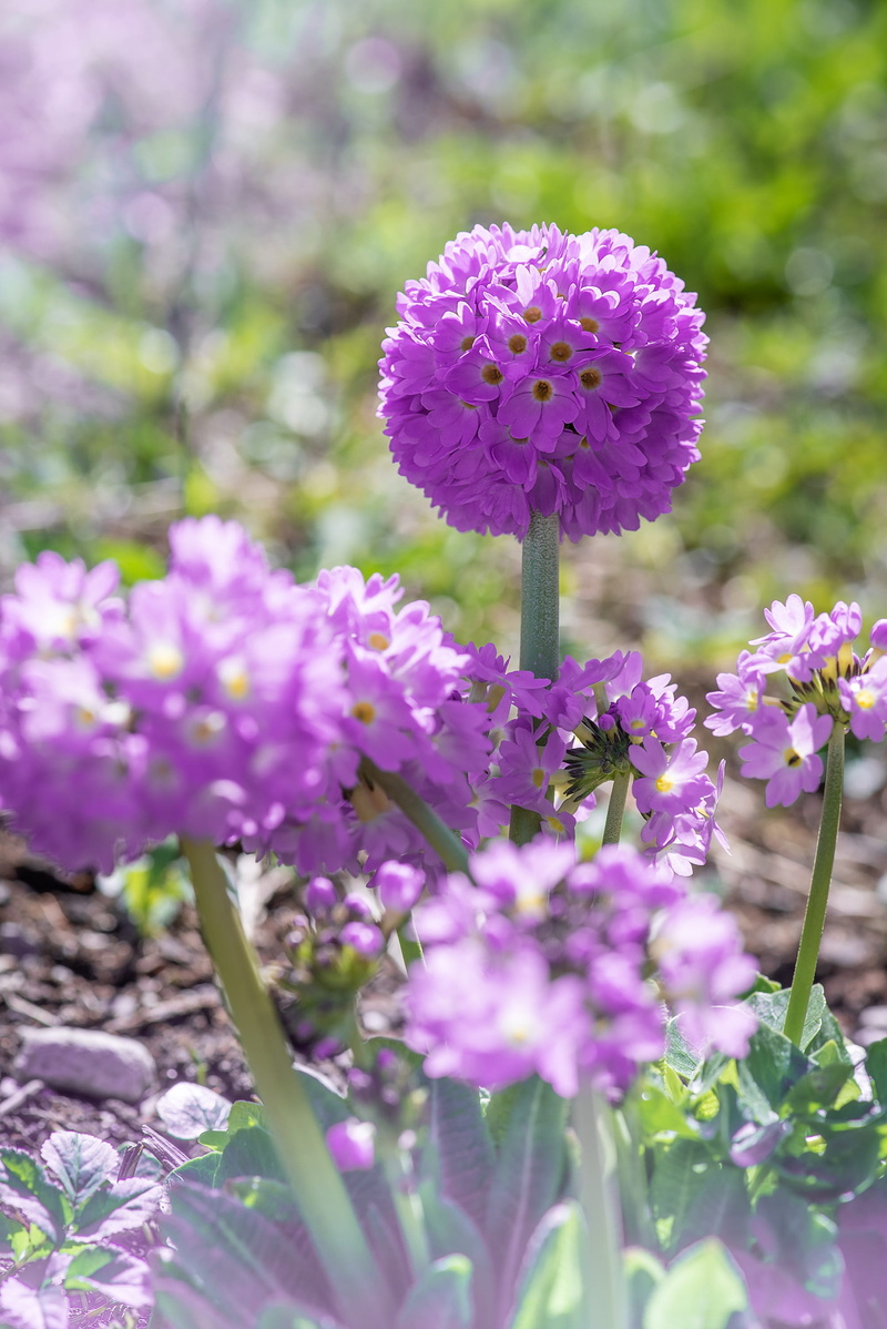 bloom, drumstick, plant, beautiful, vulnerability, springtime, flower, freshness, spring, in the garden, blossom, petal, plant stem, close up, 2K, spherical shape