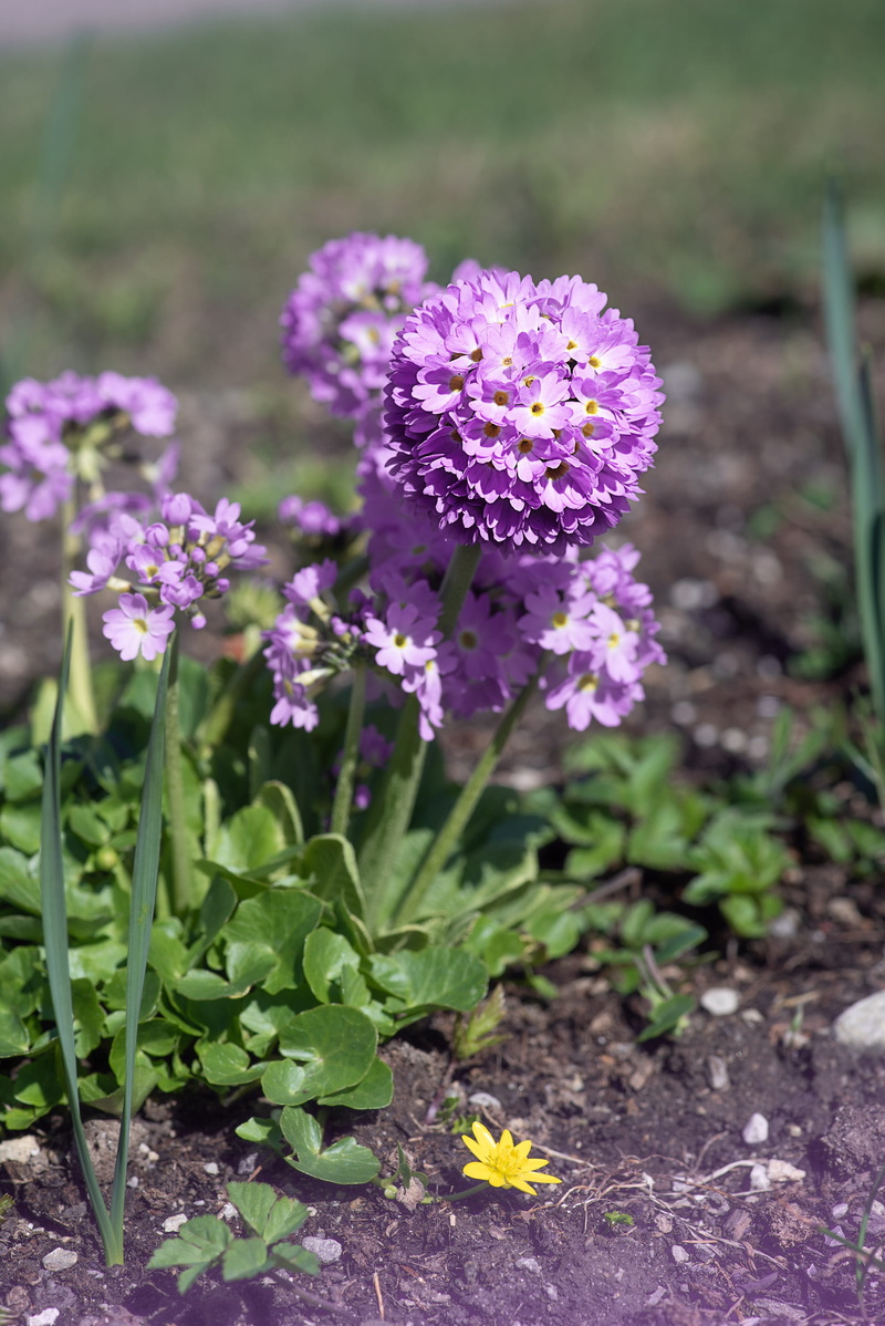 spring flower, fragility, beautiful, leaf, freshness, plant, flower head, no people, bloom, primrose, land, garden, outdoors, nature, vulnerability, 2K