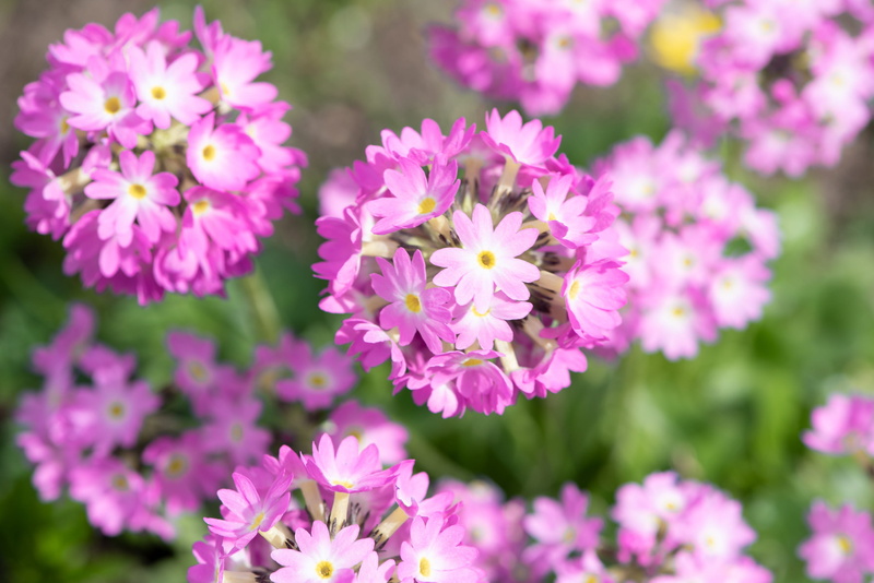 primrose greenhouse, spring flower, flower, close up, no people, pink, flower head, plant, selective focus, petal, nature, primrose, garden, focus on foreground