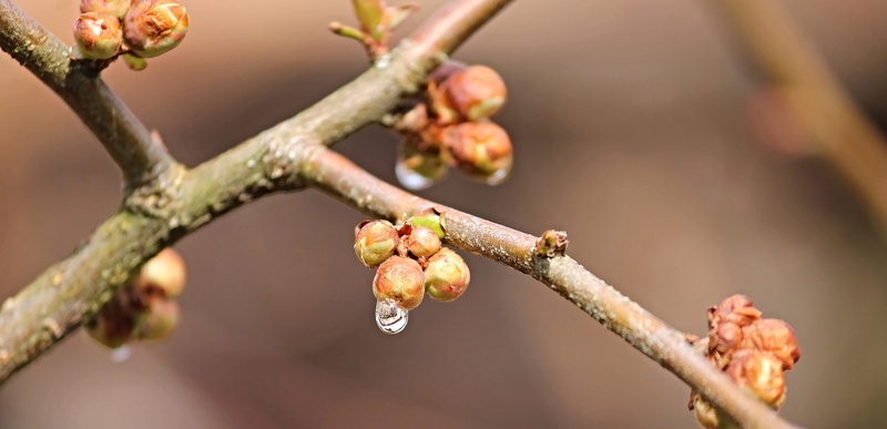 drip, botany, selective focus, globose, springtime, food, spherical, about, macro, tree, outdoors, garden, flora, bud, moist, nature, ball-shaped buds