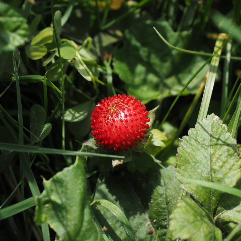 ornamental plant, no people, indian translucent strawberry, spherical, spherical shape, 2K, plant, potentilla indica, red, plant part, growth, food, healthy eating