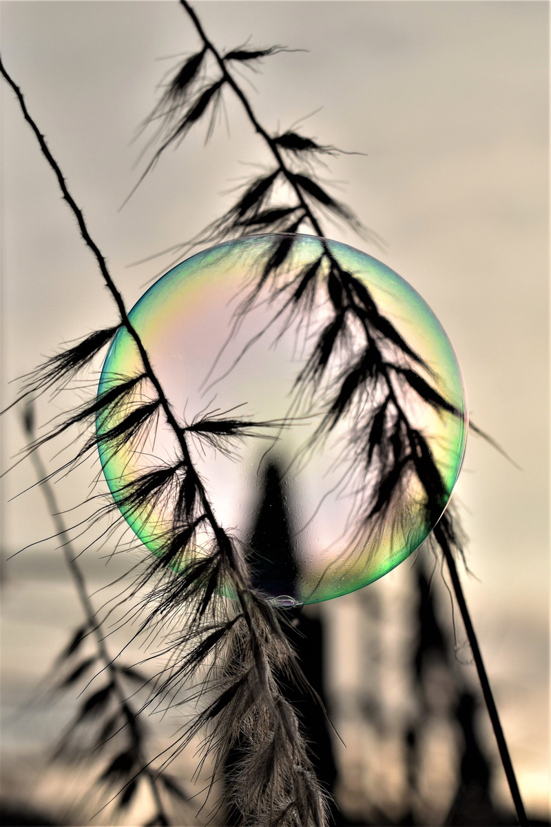 dandelion seed, sky, selective focus, spherical shape, rainbow colors, day, rainbow, no people, flower, soap bubble, shimmer, softness, outdoors, focus on foreground