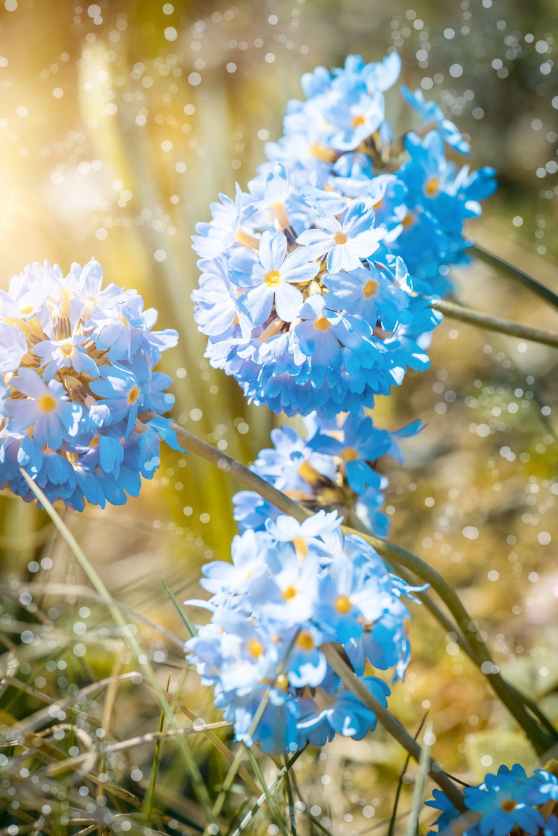 growth, vulnerability, flower head, close-up, nature, flora, close, purity, 2K, bloom, day, inflorescence, blue, early bloomer, shallow, freshness, no people
