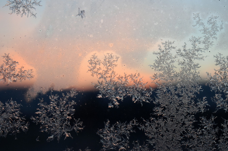 cold temperature, untitled, wet, outdoors, tree, sky, snow, window, Frost, Winter, flower, Cold, winter dream, eiskristalle, Hardest, crystallization, nature