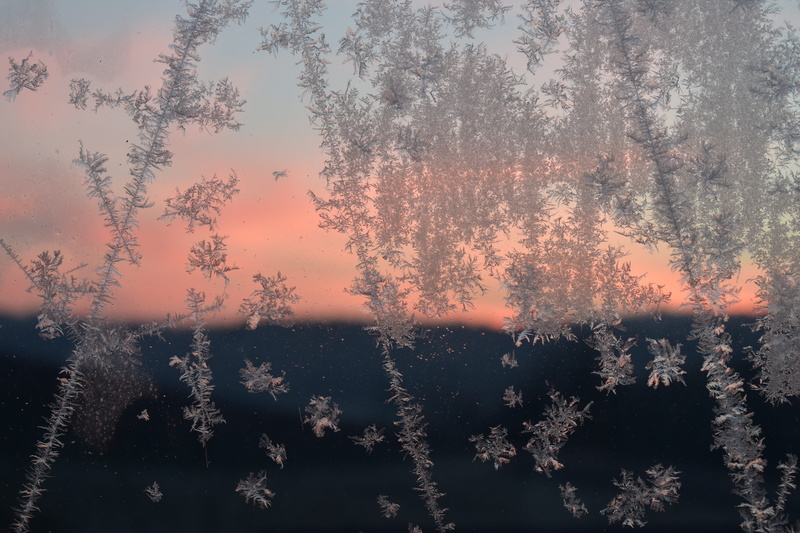 sky, tree, Frozen, scenics - nature, Frost, iced, ice pattern, outdoors, growth, eiskristalle, Hardest, coniferous tree, nature, glass, beauty in nature
