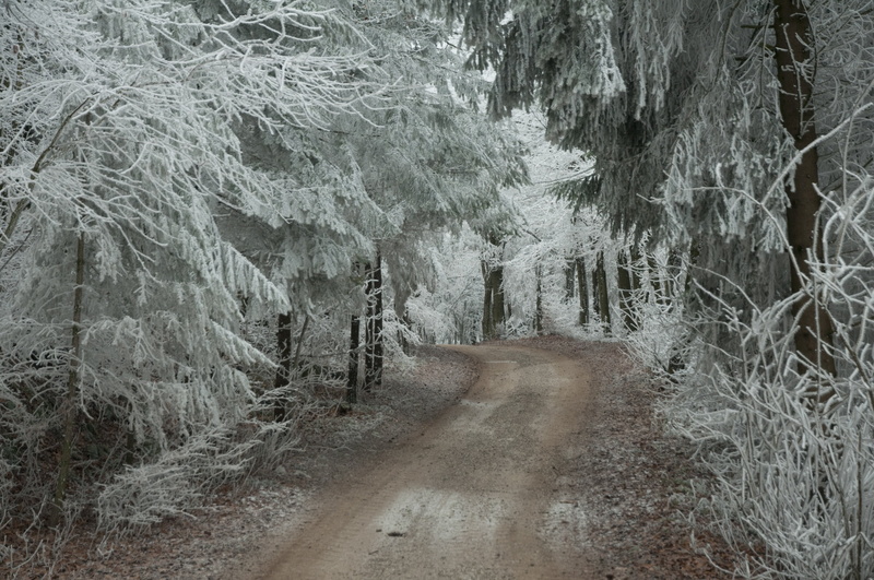 nature, wintry, winter, sparkle, cold, no people, environment, the way forward, tranquil scene, tranquility, away, growth, frost, frozen, 4K, road, trees