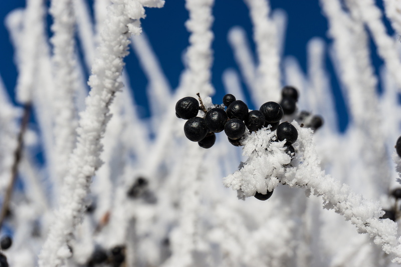 environment, beauty in nature, landscape, blue, season, frost, crystals, winter dream, cold temperature, branch, branches, white, on frozen, hoarfrost