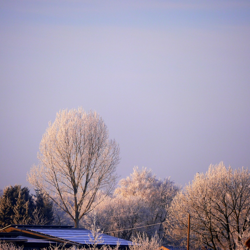 plant, 1080P, sky, tree, clear sky, frost, nature, cold temperature, bare tree, beauty in nature, frozen, copy space, environment, blue, outdoors, day