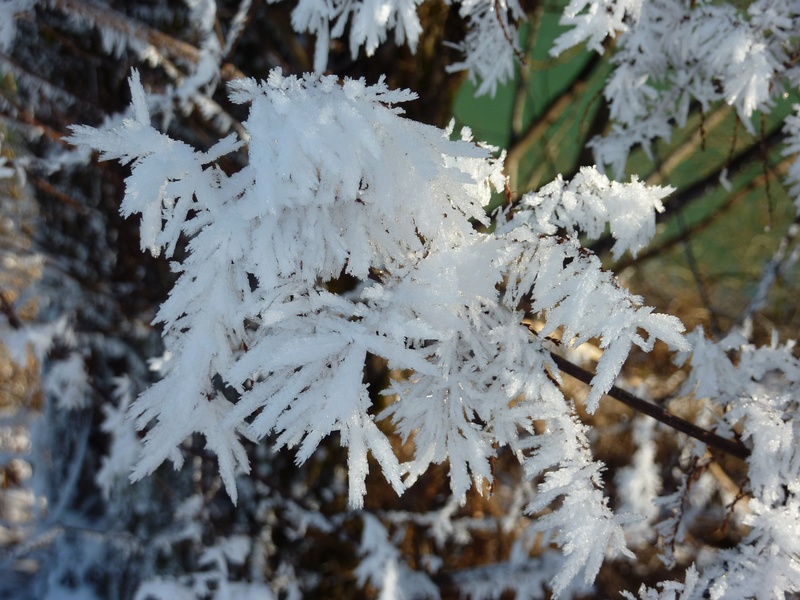 christmas, snow, tree, wintry, plant part, ice, nature, frozen, beauty in nature, leaf, tranquility, white color, frost, lichen, focus on foreground, outdoors