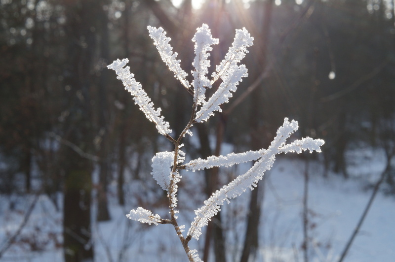 crystals, eiskristalle, tranquility, growth, snow, white color, day, nature, ice, winter magic, beauty in nature, winter, water, hardest, frozen, icy, no people