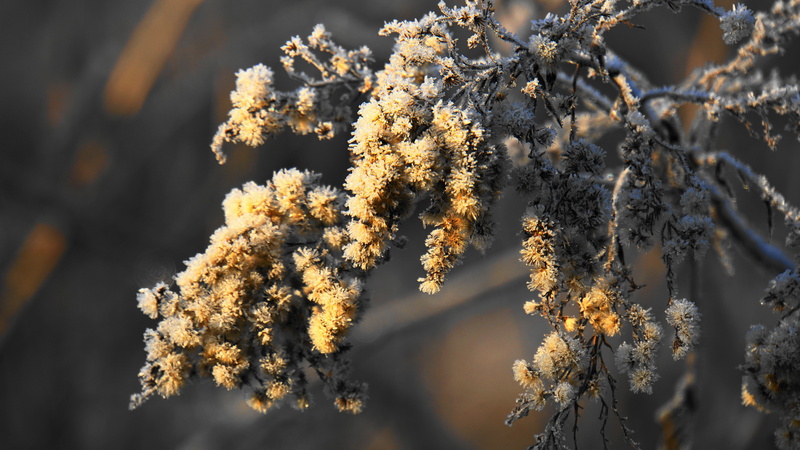 tree, hardest, frozen, selective focus, magic, frost, wintry, hoarfrost, branch, iced, tranquility, growth, cold temperature, plant, vulnerability, coniferous tree