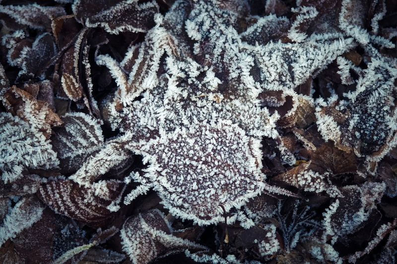 no people, frost, white color, pattern, cold, wintry, nature, wool, indoors, cold temperature, still life, textile, background, leaves, 4K, ripe, icy