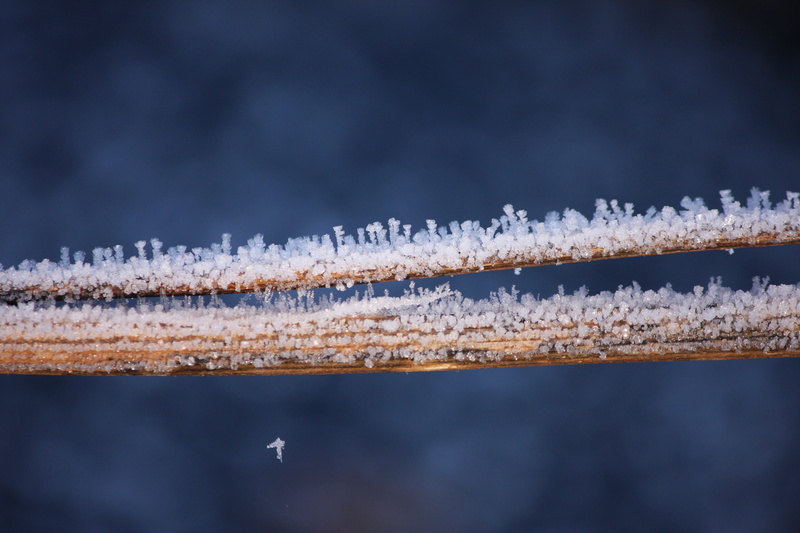 tranquility, beauty in nature, outdoors, hoarfrost, vulnerability, greeting card, crystals, plant, selective focus, no people, eiskristalle, snowflake