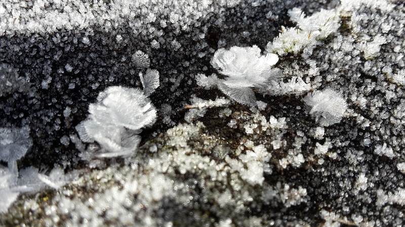outdoors, frost, nature, snow, flowering plant, vulnerability, softness, close-up, no people, high angle view, 2K, winter, beauty in nature, winter magic