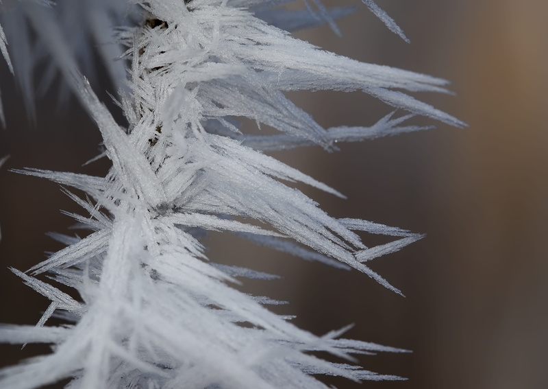 growth, cold, vulnerability, 5K, focus on foreground, snow, ice, eiskristalle, icy, fragility, winter, black background, frost, crystal, plant part, cold temperature