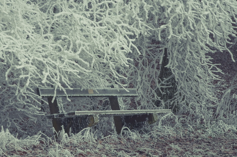 tranquility, park bench, day, frost, wintry, absence, bank, tree, Crystal, empty, growth, scenics - nature, surface, Ice, bench, Frozen, tranquil scene