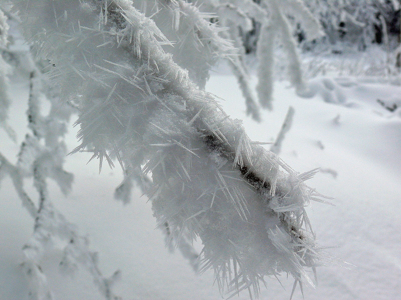 eiskristalle, snow, iced, cold temperature, winter, transparent, softness, day, cold, close-up, plant, nature, hardest, branch, no people, tranquility