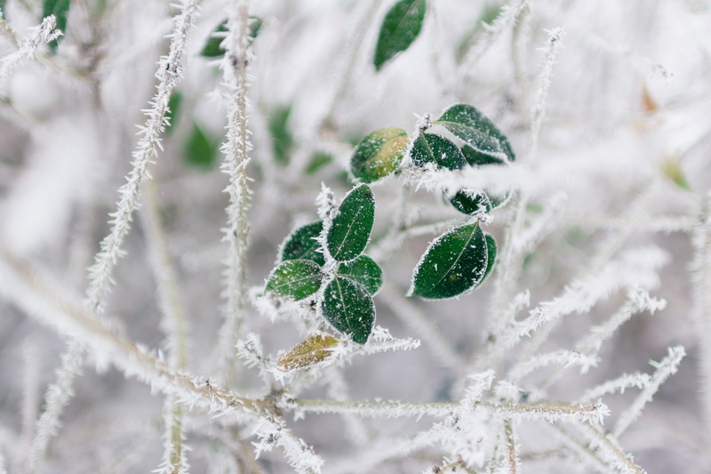 cold temperature, christmas, plant, branch, plant part, frozen, fruit, leaf, december, forest, white, day, tree, snowing, ice Crystal, cold - Temperature