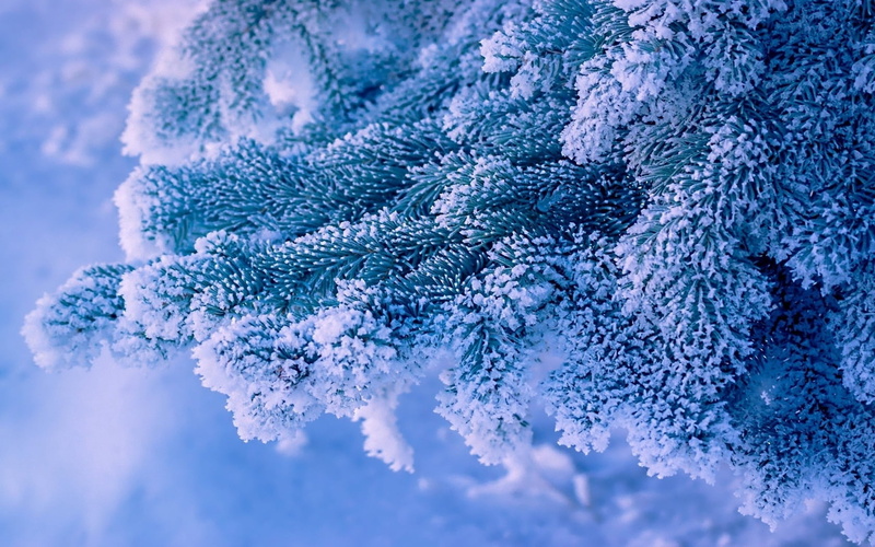 ice Crystal, growth, december, cold - Temperature, fir Tree, close-up, no People, twig, beauty In Nature, january, celebration, color Image, snow, season
