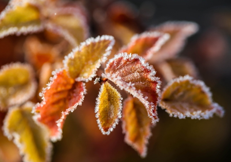 botany, backgrounds, day, vulnerability, branches, close-up, frost, food, cold temperature, ice, leaves, 1080P, growth, no People, beauty In Nature, plant