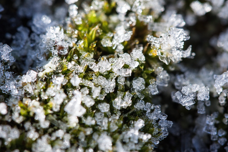 lichen, autumn, winter, white color, 4K, healthcare and medicine, selective focus, food and drink, new zealand, crystals, growth, beauty in nature, melted
