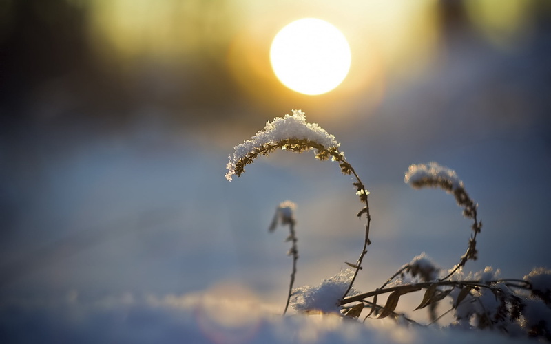 backgrounds, season, frozen, fragility, focus on foreground, sunset, white, morning, springtime, tree, summer, grass, decline, defocused, close-up, ice