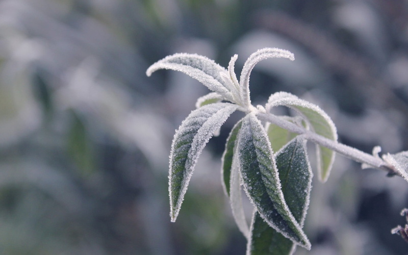frozen, branches, leaf, green, snow, backgrounds, day, growth, cold temperature, selective focus, focus on foreground, outdoors, cold - Temperature, weather