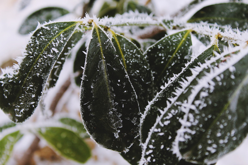 branch, leafed, ice, macro, green Color, leaf, weather, freshness, cold - Temperature, beauty In Nature, growth, cold temperature, white, season, frozen