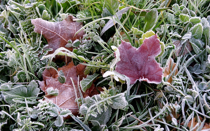 outdoors, dry, frozen, leaf, freshness, earth, close-up, leaves, backgrounds, red, fragility, frosts, frost, autumn, season, ice Crystal, change, green Color