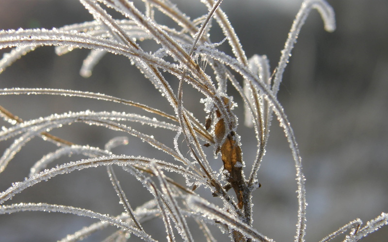 snow, white, 2K, tranquility, selective focus, ice, forest, season, frost, no People, growth, backgrounds, winter, cold temperature, nature, tree, land