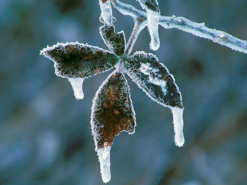 white, focus on foreground, tranquility, green, wilted plant, leaves, day, hoarfrost, drop, ice, tree, frozen, icicle, growth, cold temperature, plant