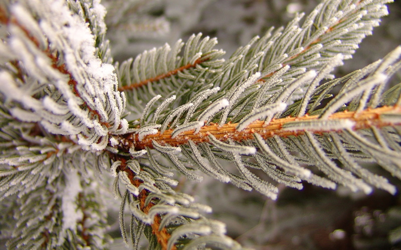 ice, tree, close-up, outdoors, ice Crystal, needles, twig, cold - Temperature, pine Tree, decoration, green, white, season, evergreen Tree, cold temperature