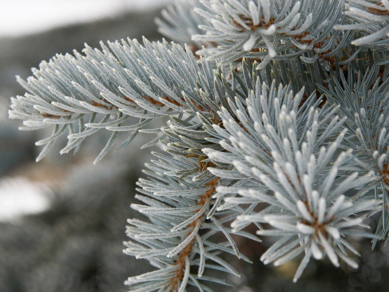 white, winter, focus on foreground, weather, branch, prickly, coniferous Tree, spruce, 720P, macro, grey, decoration, cold - Temperature, forest, color Image