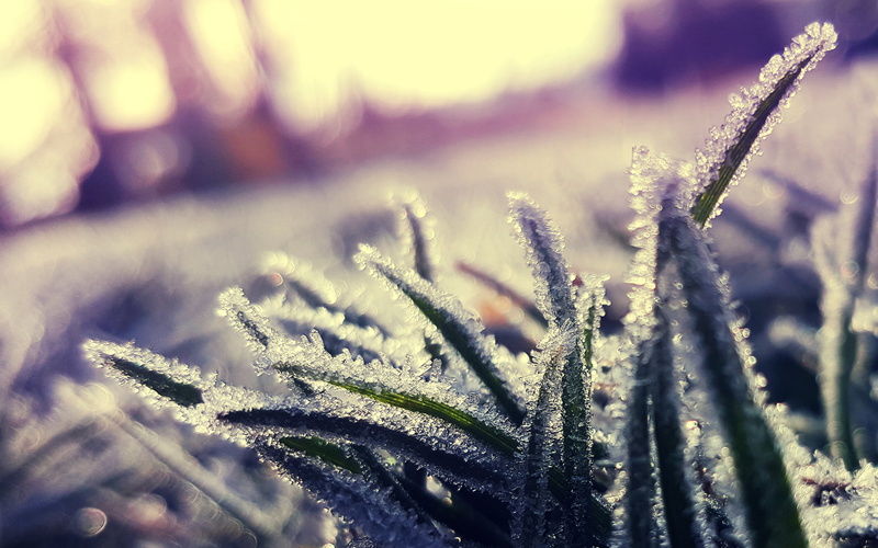 ice Crystal, green Color, white, leaf, no People, defocused, leafed, close-up, plant, focus on foreground, frost, sunlight, backgrounds, tranquility, macro