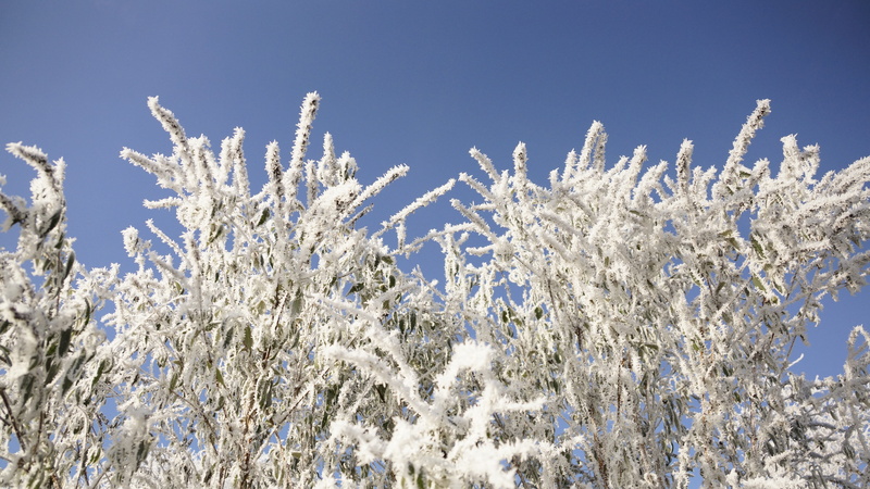tranquil scene, Tree, Blue, snowing, christmas, close-up, cold - Temperature, cold, beauty In Nature, plant, environment, no People, frozen, Snow, pine tree