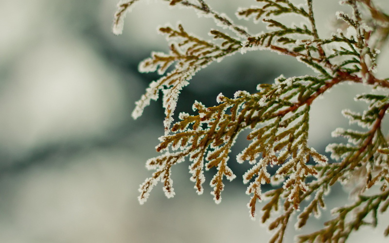 beauty In Nature, ice, snow, needle - Plant Part, green, branch, snowflakes, plant, christmas, ice Crystal, green Color, nature, twig, vulnerability, pine Tree