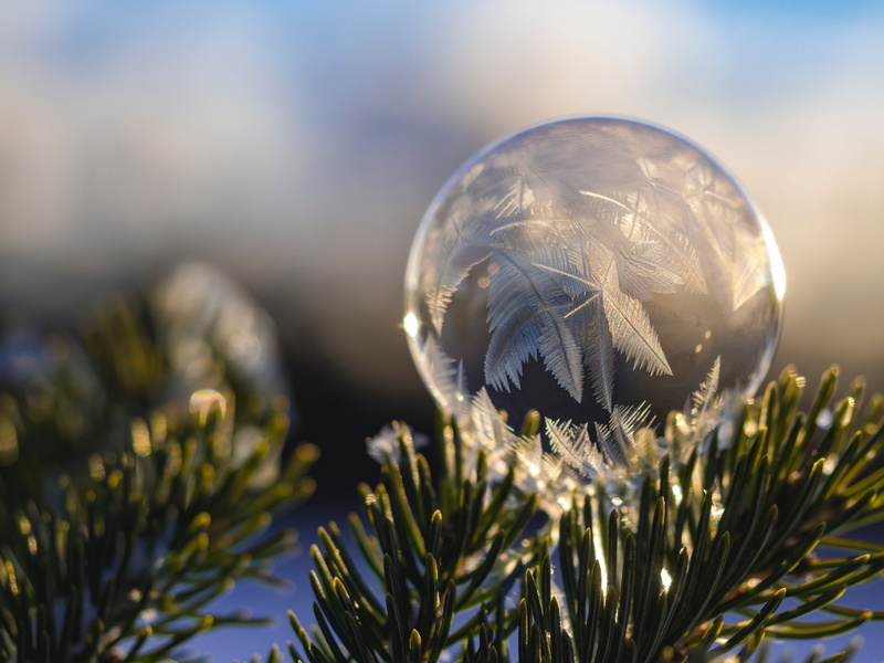 pine, hanged, close-up, reflection, backgrounds, day, bokeh, flowering plant, dream catcher, focus on foreground, sphere, crystal ball, plant, beauty in nature