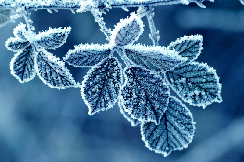 close, white color, leaves, cold temperature, freshness, gray, branch, frozen, nature, fir tree, ice Crystal, beauty In Nature, outdoors, season, plant