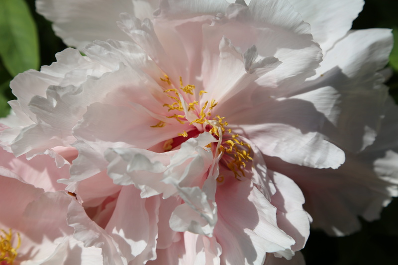 outdoors, no people, chinese, season, flower head, vulnerability, pink petals, close-up, softness, inflorescence, beauty in nature, focus on foreground