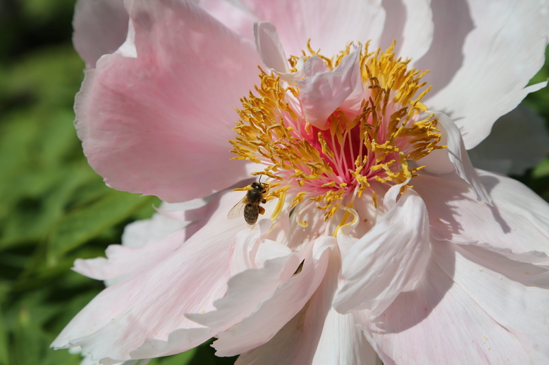 pollen, pollination, petal, nature, vulnerability, Dendritic, Chinese, 5K, beeinsect, flower Head, macro, invertebrate, flower, springtime, flower arrangement