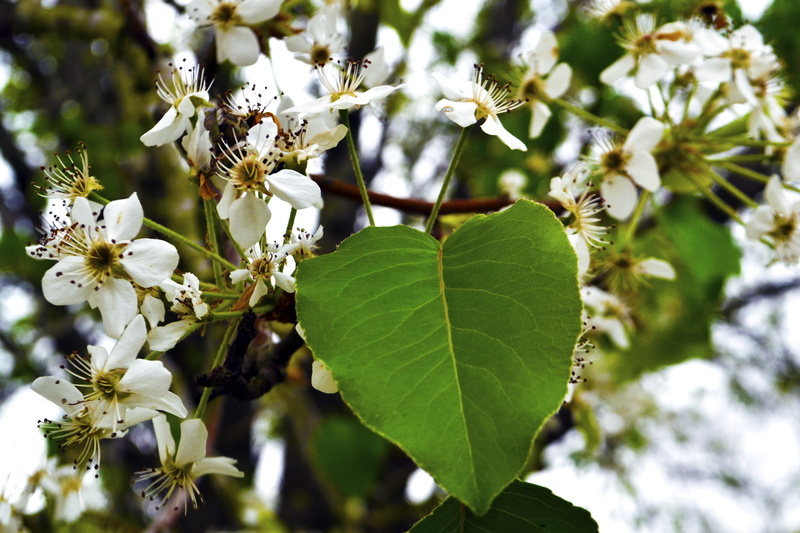 seasonal, flowery, godly, bud, springtime, blossom, dendritic, flower, green, nature, natural, flower-patterned, beautiful, summer, vulnerability, plant part
