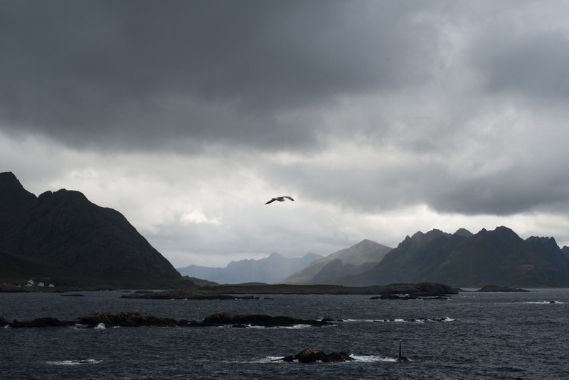 mountain, one animal, nature, animal themes, north, scenics - nature, mood, animal, bird, sky, sea, fjords, norway, flying, arctic, no people, arctic circle