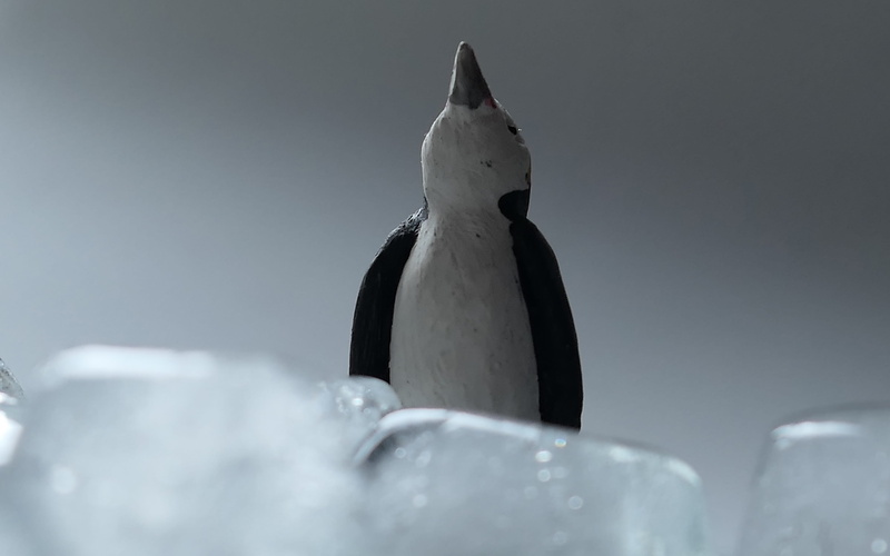 animal wildlife, winter, indoors, cold temperature, animal, vertebrate, studio shot, no people, frozen, water bird, nature, cold, arctic circle, animals in the wild