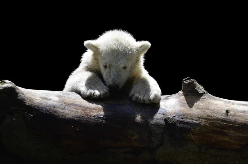 white, animal, polar, no people, water, vertebrate, arctic circle, polar bear child, white color, winter, lean, outdoors, animals in the wild, animal wildlife