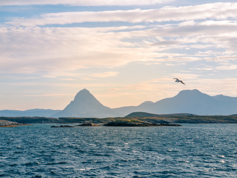 sunset, lurøy, solværøyene, animal themes, 4K, beauty in nature, northern norway, vertebrate, seagull, flying, mountains, cloud - sky, animal wildlife